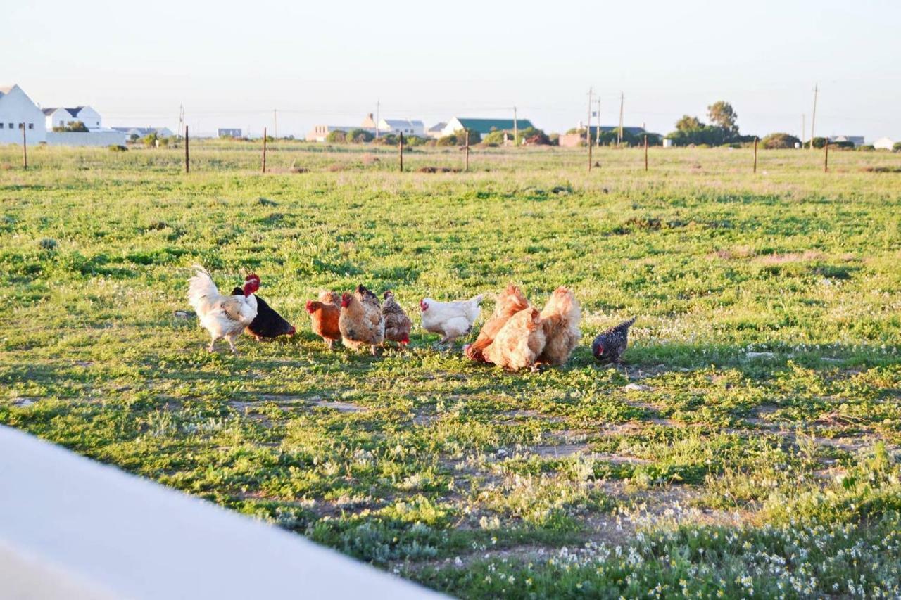 Aintree Farm Cottage Langebaan Dış mekan fotoğraf